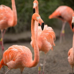 Flamingos - Zoo Miami - South Miami
